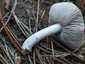 Fenyő-pereszke (Tricholoma terreum), Balaton-felvidék